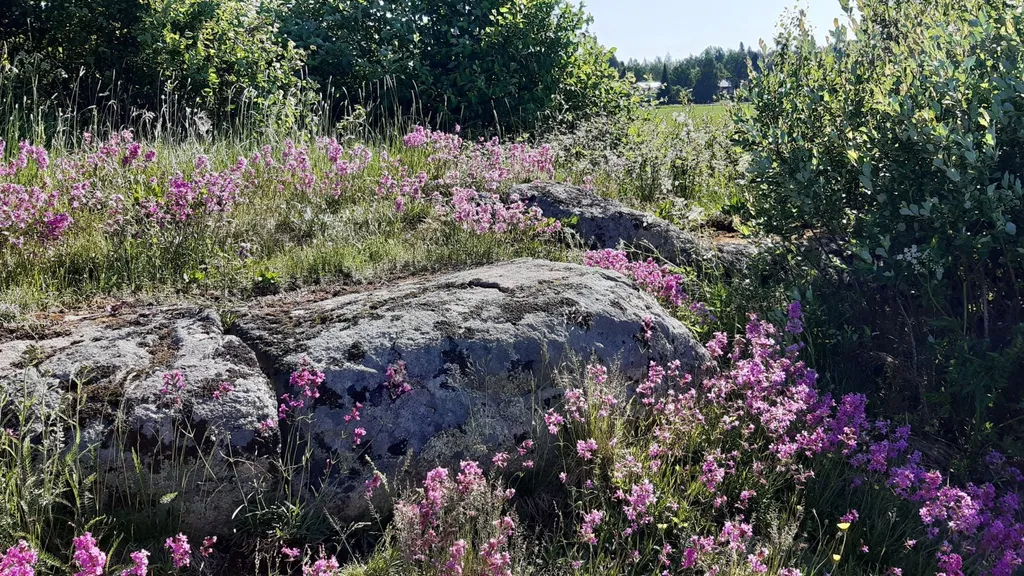 Opastus Kokemäen Leikkimäen muinaisjäännösalueeseen